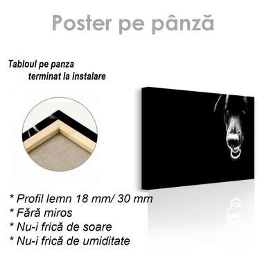 Poster, Câinele negru, 60 x 30 см, Panza pe cadru, Animale