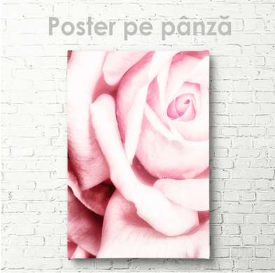 Poster - Pink rose, 100 x 100 см, 60 x 90 см, Framed poster on glass, Flowers