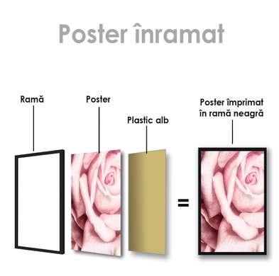 Poster - Pink rose, 100 x 100 см, 60 x 90 см, Framed poster on glass, Flowers