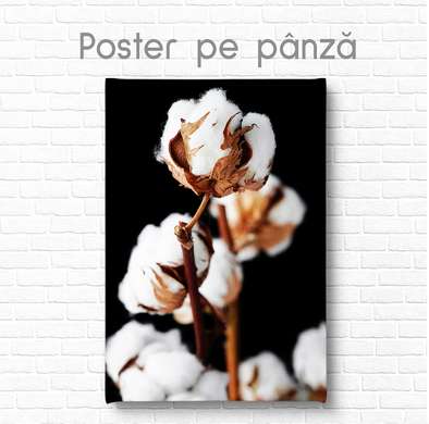 Poster - Cotton flower, 60 x 90 см, Framed poster on glass, Botanical