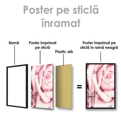 Постер - Пион, 100 x 100 см, 60 x 90 см, Постер на Стекле в раме, Цветы