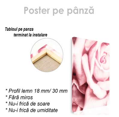 Poster - Pink rose, 60 x 90 см, Canvas on frame