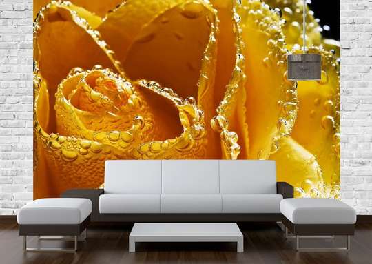 Wall Mural - Yellow rose and water drops