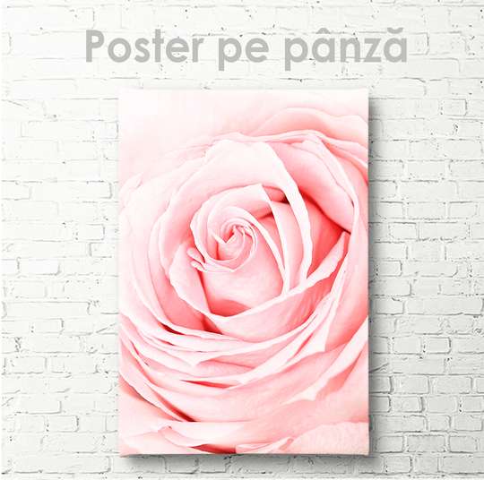 Poster - Trandafir roz de aproape, 30 x 45 см, Panza pe cadru