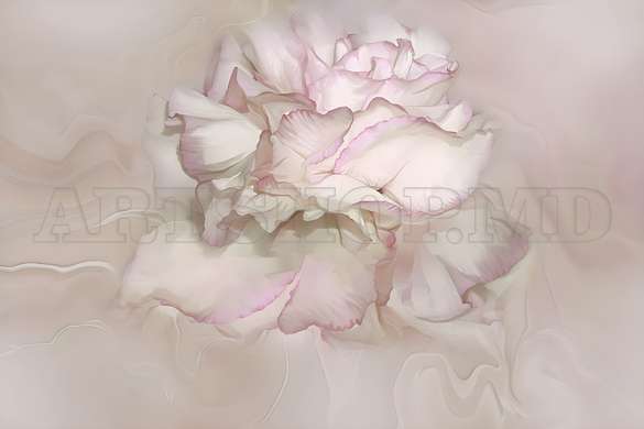 Wall mural - Pale pink rose flower