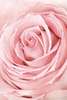 Poster - Pink Rose up close, 30 x 45 см, Canvas on frame, Flowers