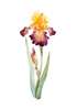 Постер - Яркий цветок ириса в акварельном стиле, 30 x 60 см, Холст на подрамнике, Минимализм