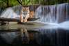 Poster, Graceful tiger on the background of a waterfall, 90 x 60 см, Framed poster on glass, Animals