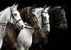 Фотообои - Белые и черные лошади