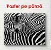 Постер - Черно белые зебры, 90 x 60 см, Постер на Стекле в раме, Черно Белые