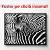 Poster - Black and white zebras, 90 x 60 см, Framed poster, Black & White