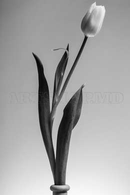 Poster - Black & White Tulip Flower, 60 x 90 см, Framed poster on glass, Botanical