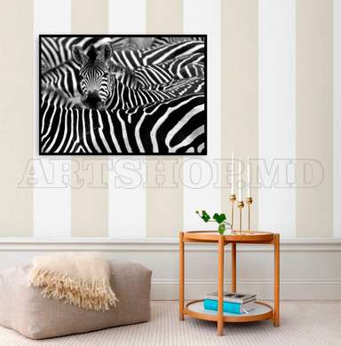 Постер - Черно белые зебры, 90 x 60 см, Постер на Стекле в раме, Черно Белые