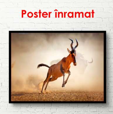 Poster, Capra de munte în deșert, 90 x 60 см, Poster înrămat, Animale