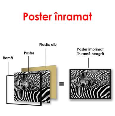 Poster - Zebre alb-negru, 90 x 60 см, Poster înrămat, Alb Negru