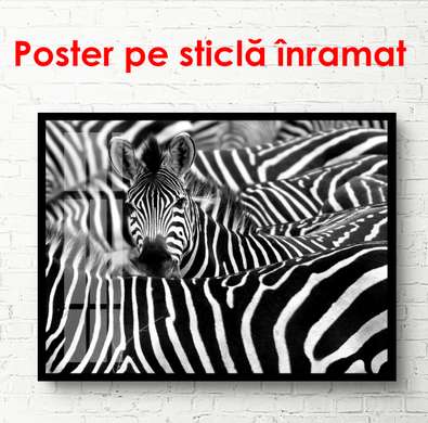 Постер - Черно белые зебры, 90 x 60 см, Постер в раме, Черно Белые