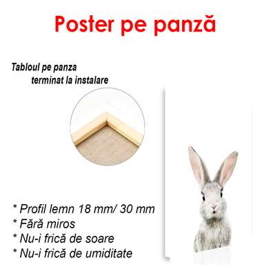 Poster - Hare on a white background, 60 x 90 см, Framed poster, Minimalism