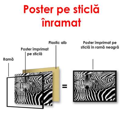 Постер - Черно белые зебры, 90 x 60 см, Постер в раме, Черно Белые