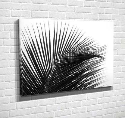 Постер - Пальмовый лист на белом фоне, 90 x 60 см, Постер в раме, Черно Белые