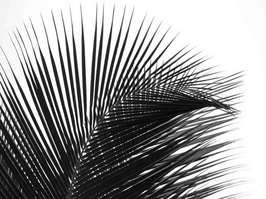 Poster - Frunze de palmier pe un fond alb, 90 x 60 см, Poster înrămat, Alb Negru