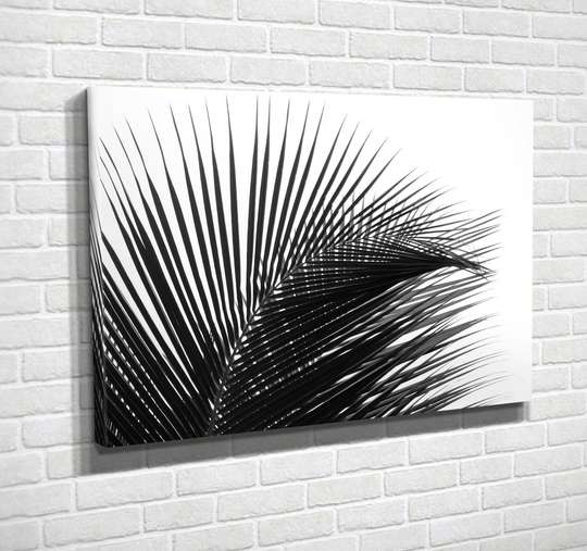 Poster - Frunze de palmier pe un fond alb, 90 x 60 см, Poster înrămat