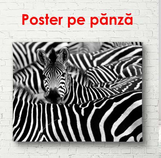 Постер - Черно белые зебры, 90 x 60 см, Постер в раме