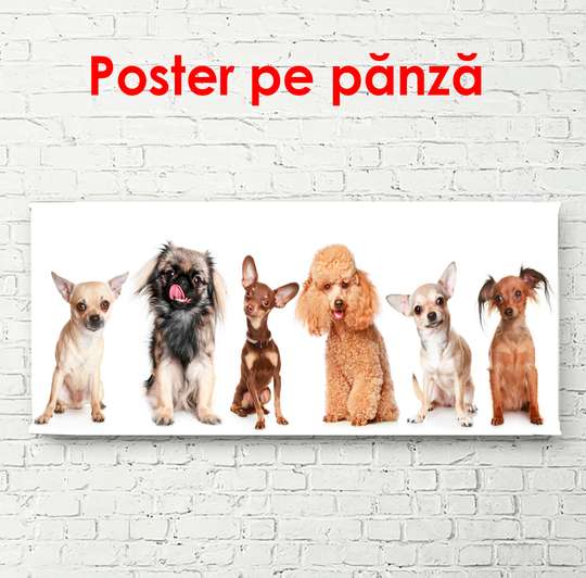 Постер, Разные собачки на белом фоне, 150 x 50 см, Постер в раме, Животные