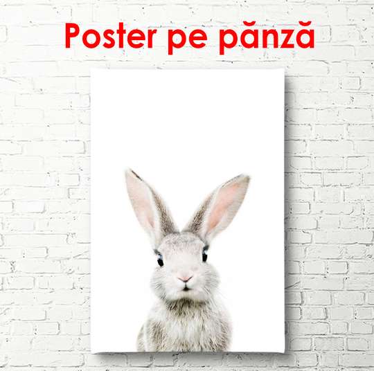 Постер - Заяц на белом фоне, 60 x 90 см, Постер в раме