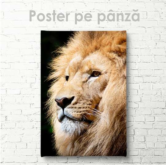 Poster, Regele Leu, 30 x 45 см, Panza pe cadru, Animale