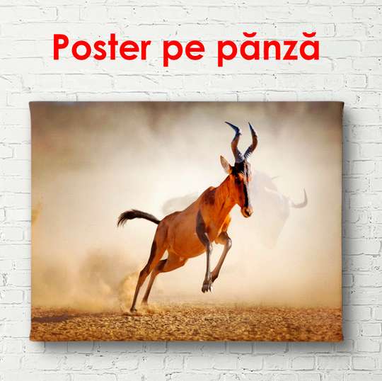 Poster, Mountain goat in the desert, 90 x 60 см, Framed poster, Animals