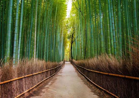 Wall Mural - A walk in the bamboo forest