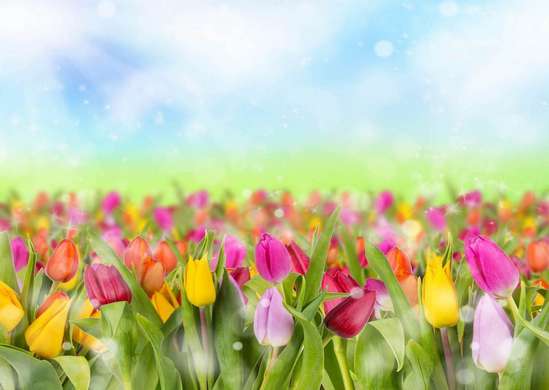 Wall Mural - Colorful tulips