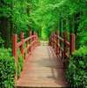 Фотообои - Мост в зеленом лесу