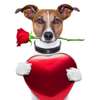 Poster - Câine cu trandafir și inimioară, 100 x 100 см, Poster inramat pe sticla, Minimalism