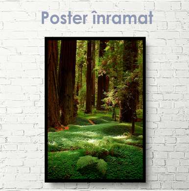 Poster - Pădure verde și copaci înalți, 30 x 45 см, Panza pe cadru, Natură