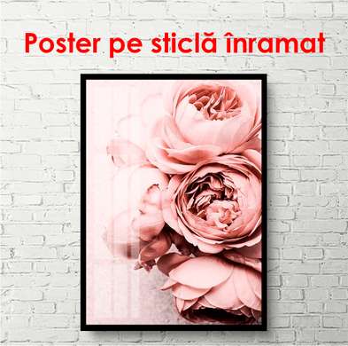 Poster - Bujori roz pal, 30 x 60 см, Panza pe cadru, Botanică