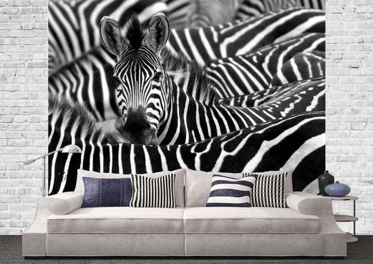 Wall Murall - Flock of zebras
