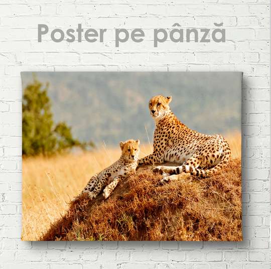 Постер, Грациозные гепарды, 45 x 30 см, Холст на подрамнике