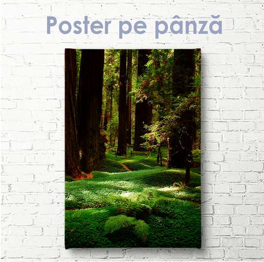 Poster - Pădure verde și copaci înalți, 30 x 45 см, Panza pe cadru