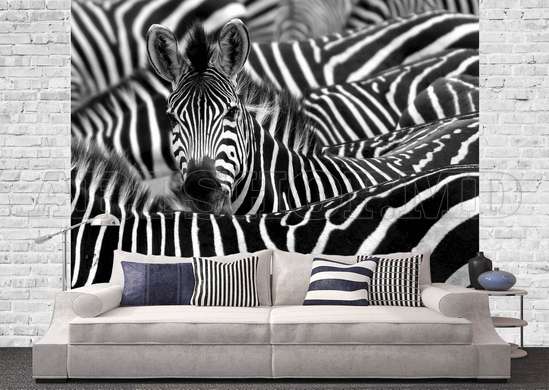 Fototapet - O turmă de zebre