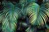 Poster - Palm leaves in the tropics, 90 x 60 см, Framed poster, Botanical