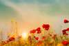 Wall mural - Poppy flowers on the background of the sunset