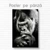 Poster, Black and white gorilla, 60 x 90 см, Framed poster on glass, Animals