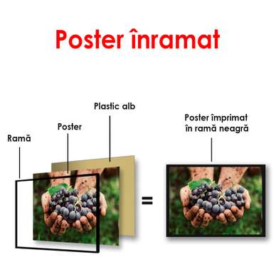 Poster - Grapes in hands, 90 x 60 см, Framed poster, Food and Drinks