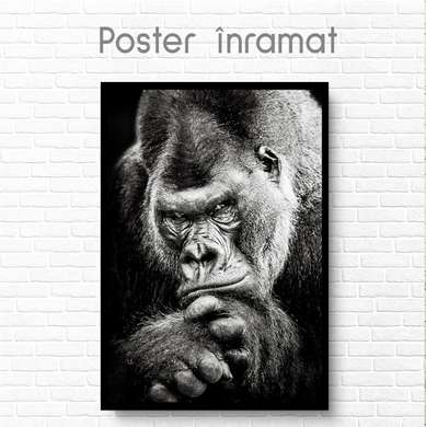 Poster, Black and white gorilla, 60 x 90 см, Framed poster on glass, Animals