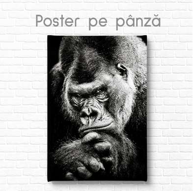Постер, Черно -белая горилла, 60 x 90 см, Постер на Стекле в раме, Животные