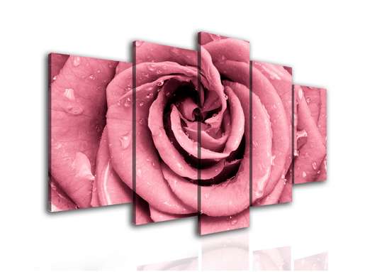 Tablou Pe Panza Multicanvas, Trandafirul roz, 108 х 60