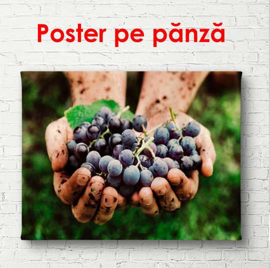 Постер - Виноград в руках, 90 x 60 см, Постер в раме, Еда и Напитки
