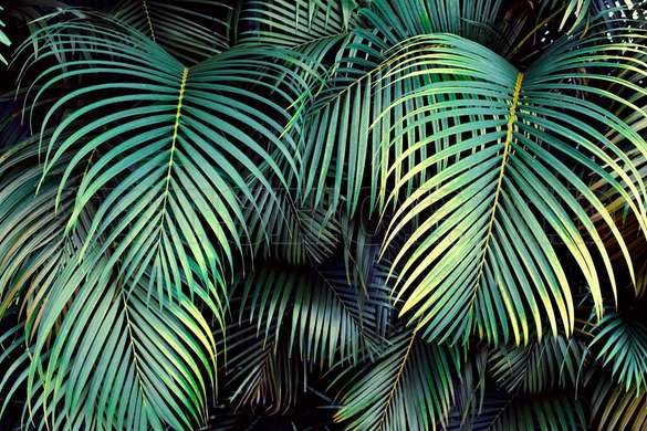 Poster - Frunze de palmier la tropice, 90 x 60 см, Poster inramat pe sticla, Botanică