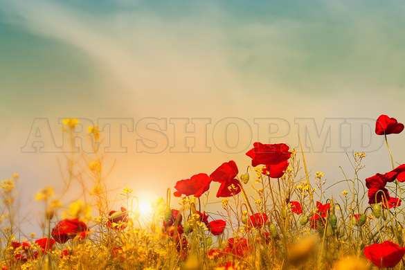 Wall mural - Poppy flowers on the background of the sunset